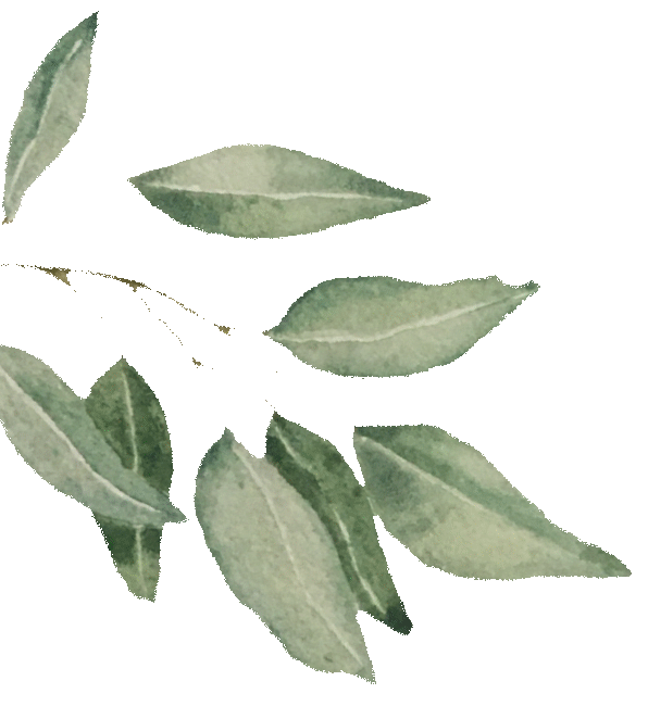 Gum leaves