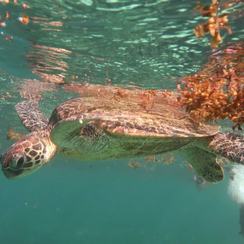 Year 10 ningaloo camp5