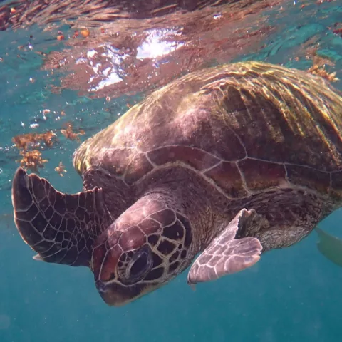 Year 10 ningaloo camp30
