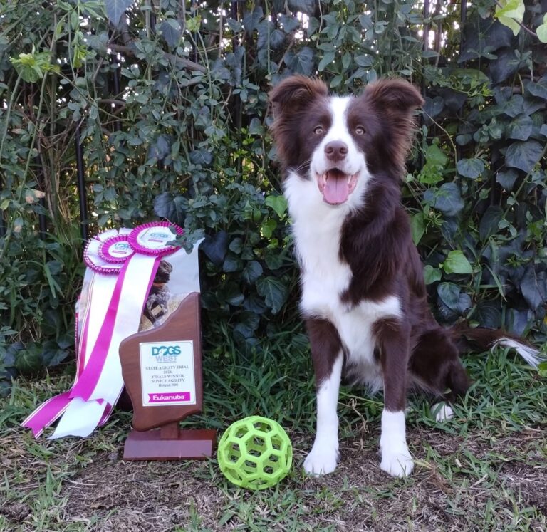 Border collie sitting beside prize ribbons